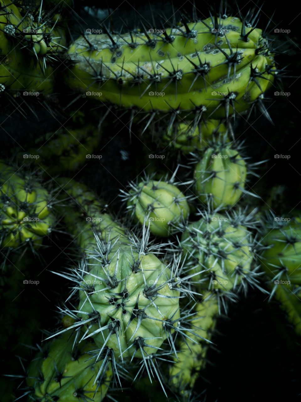 Cactus series