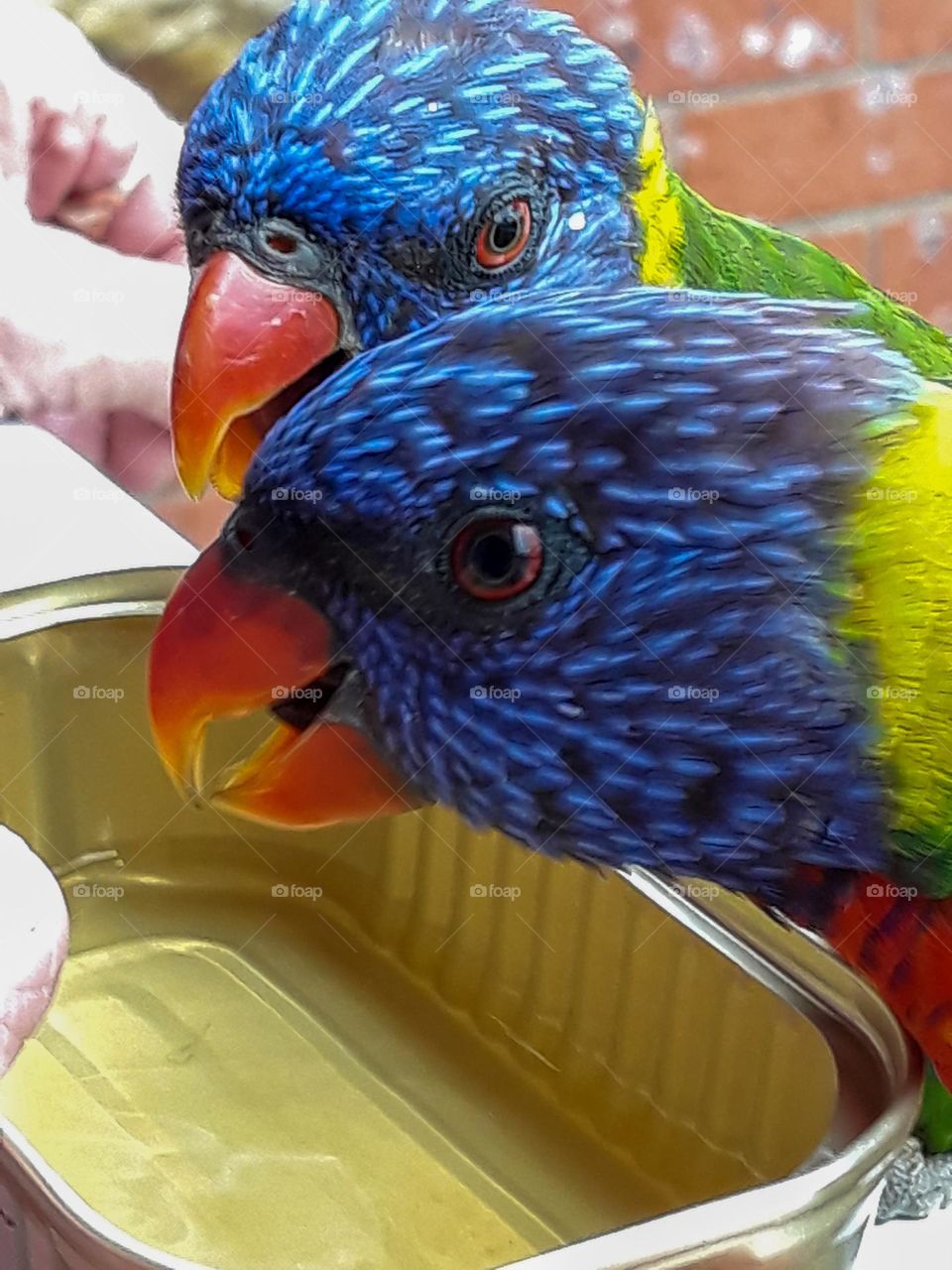 Australian lorikeet drinking honey water from a dish photograph taken in Lake Haven New South Wale