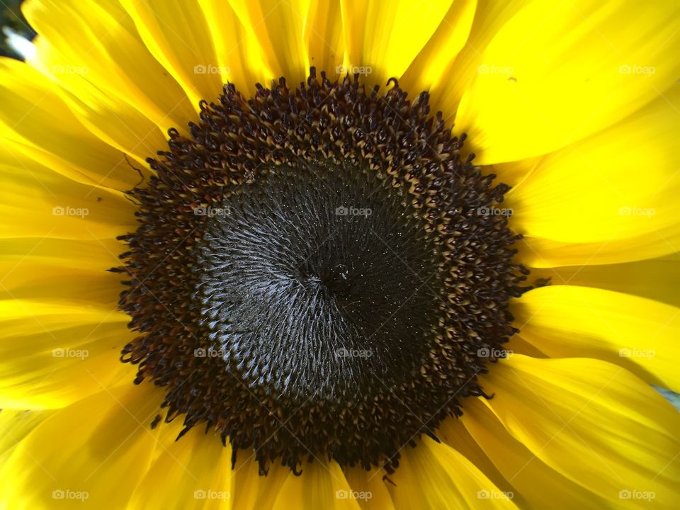 Sunflowers 