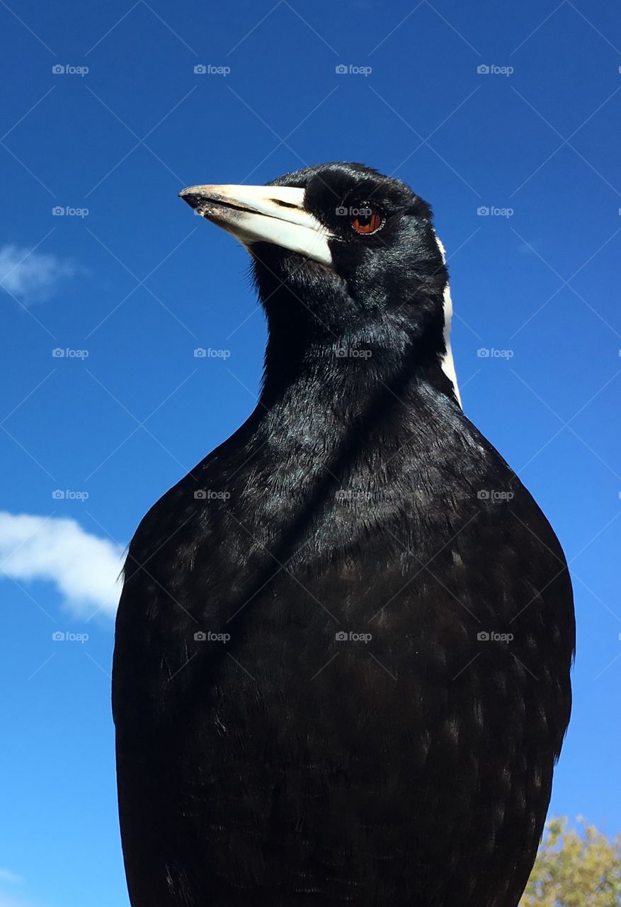 Majestic focused Australian Magpie close-up against vivid blue sky, native wildlife, member passerine family species 
