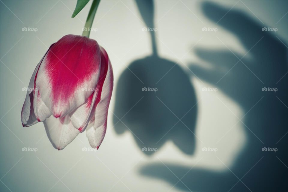 Hand shadow trying to grasp the shadow of a pink and white tulip.