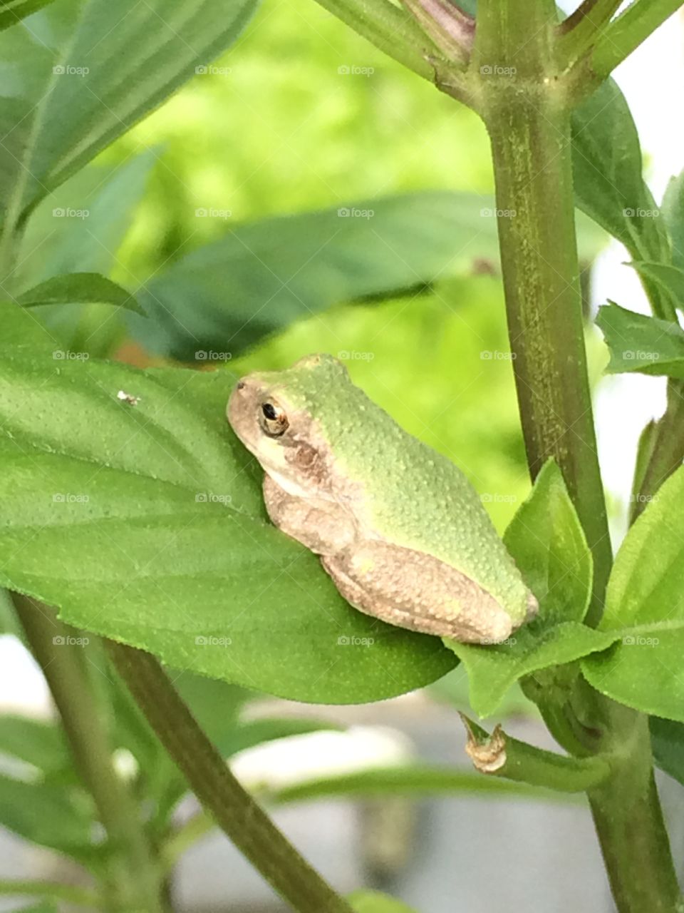 Tree frog. This is such a cute baby tree frog. I caught him sitting on my basil plant. No bigger than a nickel.