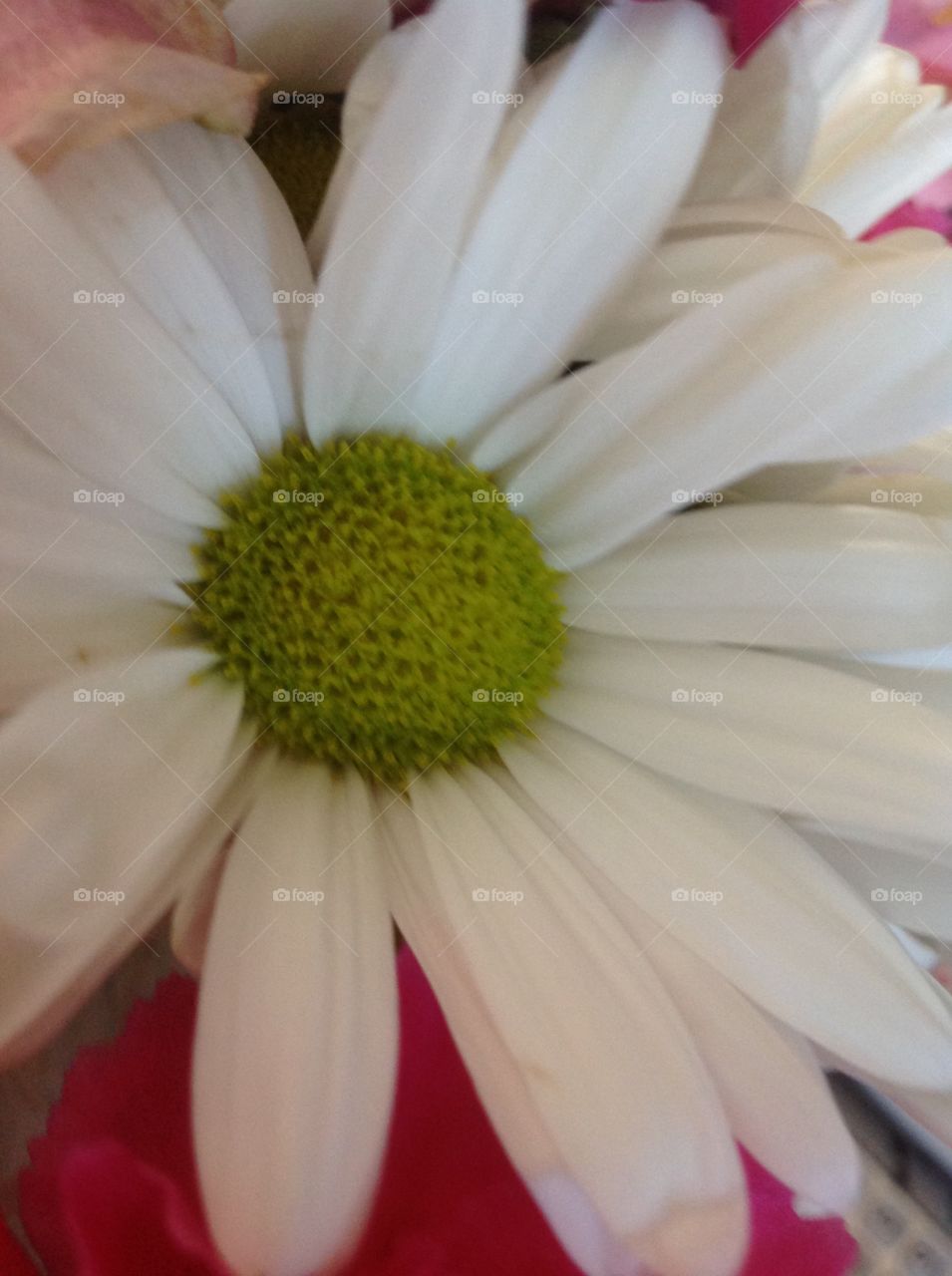 Up close picture of a beautiful daisy.