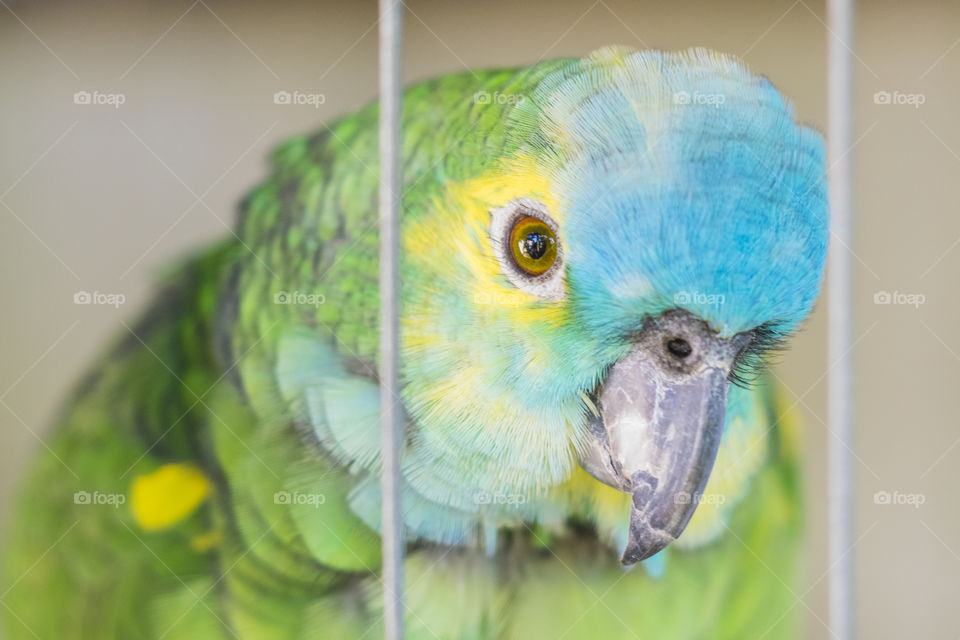 Mané, The funny Perrot