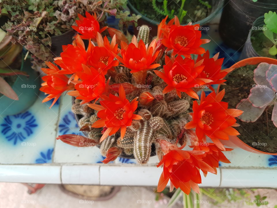 Rojo pasión!! una belleza