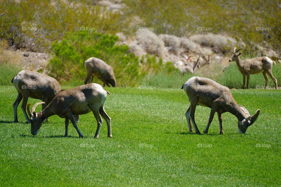 Big horn sheep 