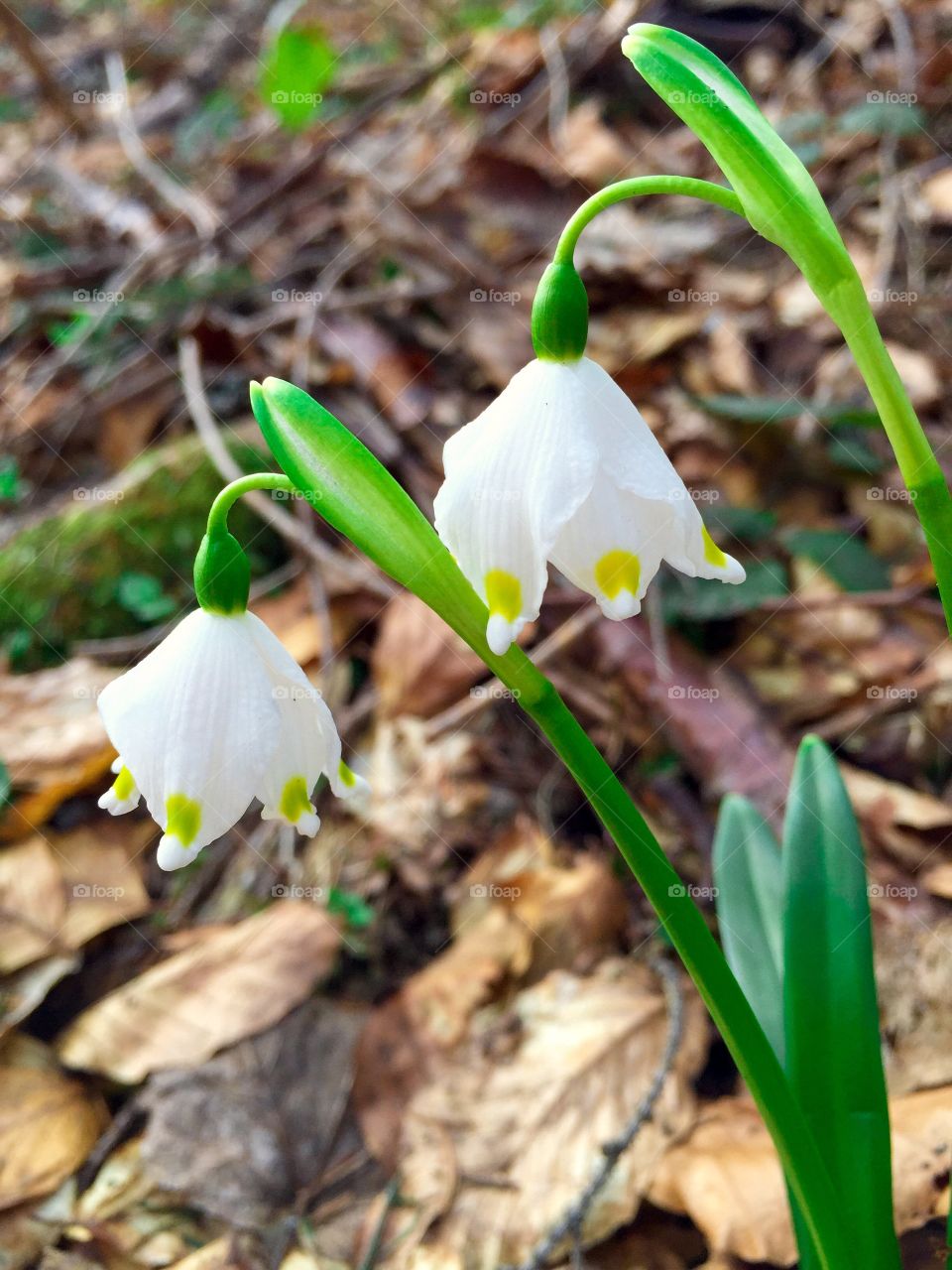 Snowdrops blooming in forest