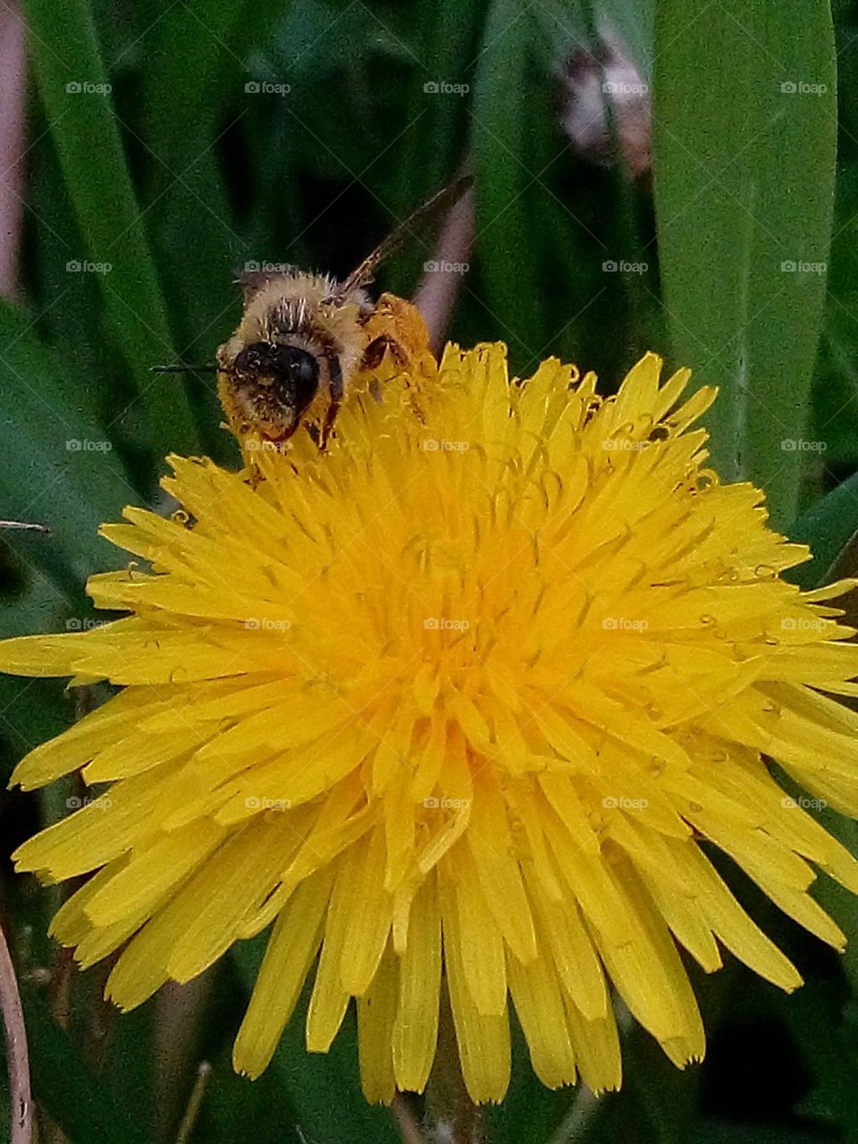 A bee on a dandelion