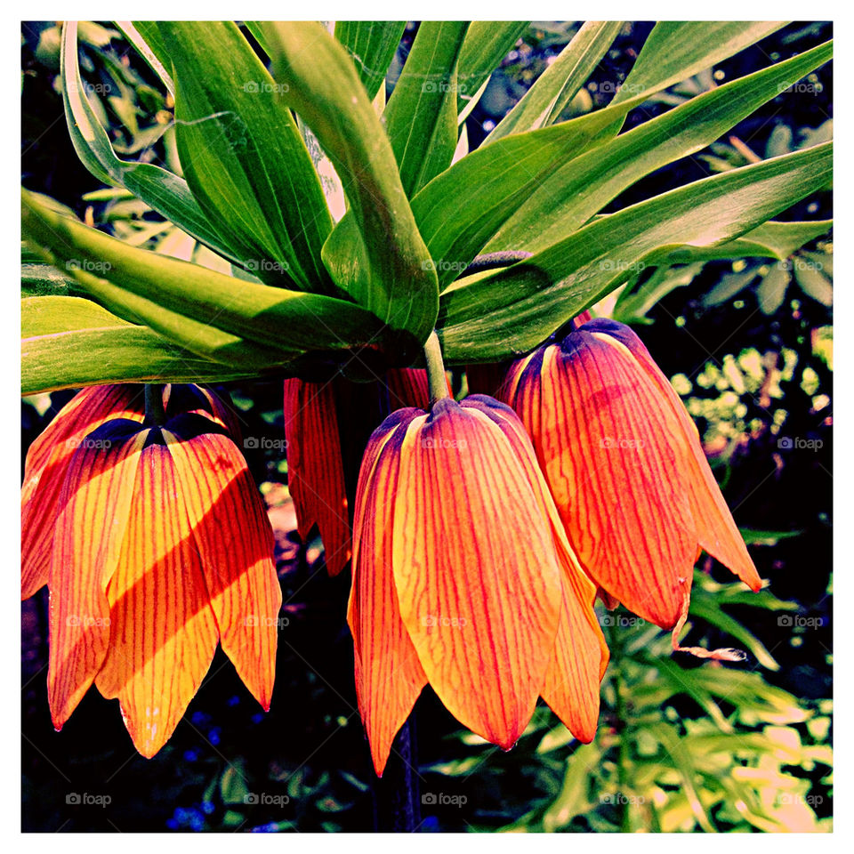 spring flower orange park by pernollis