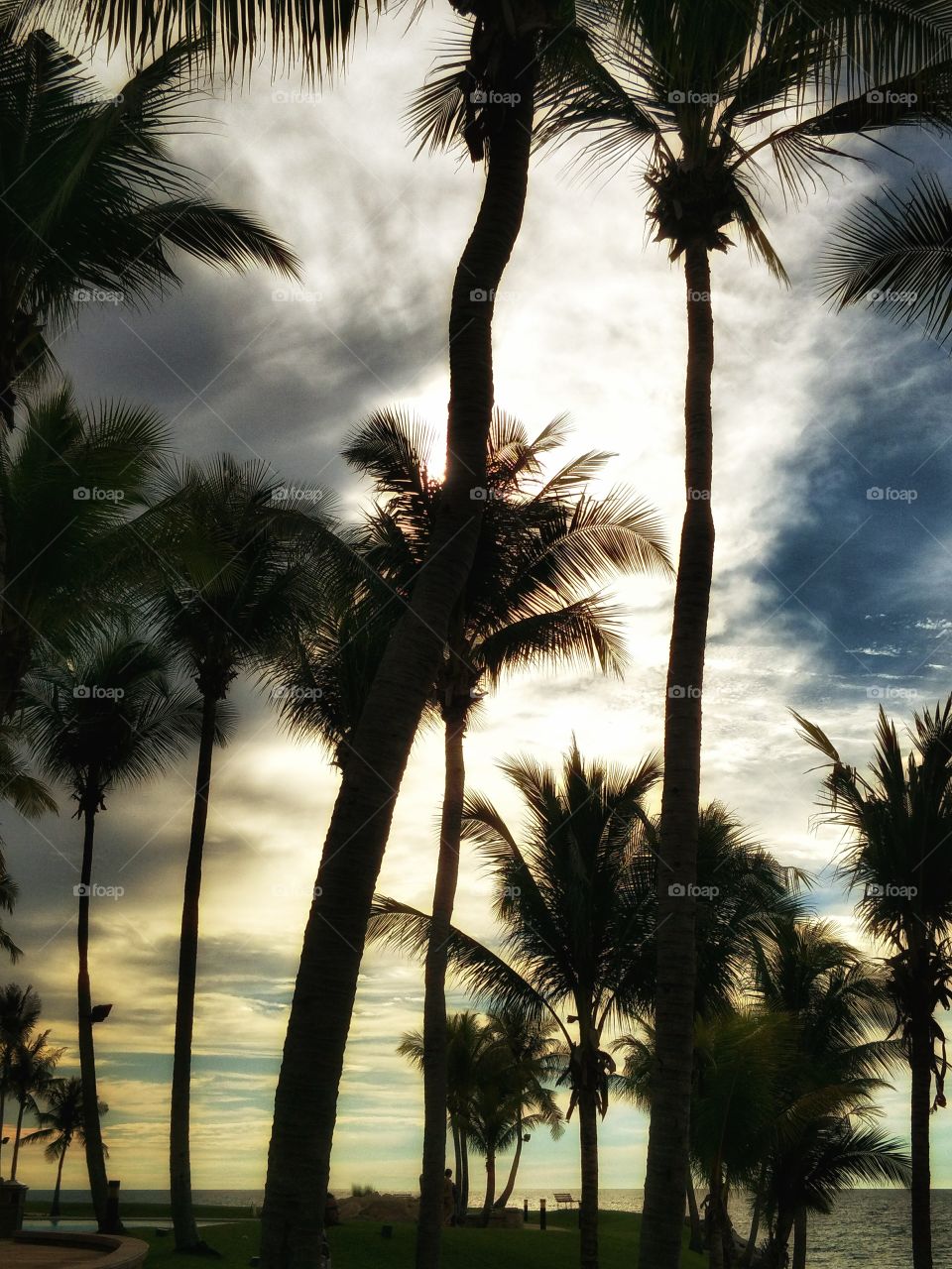 Coconut Tree, Jerudong Beach, Brunei Darulsalam