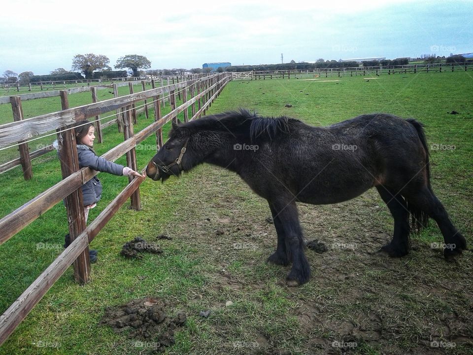 Pony at the sanctuary