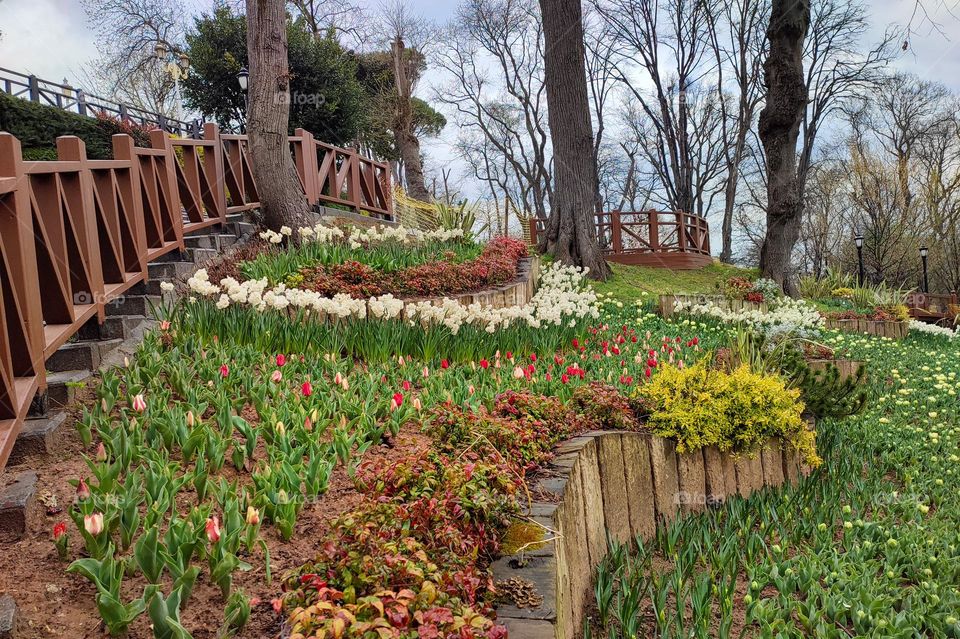 Beautiful Flowers and Plants in Emirgan Park, Istanbul, Turkey