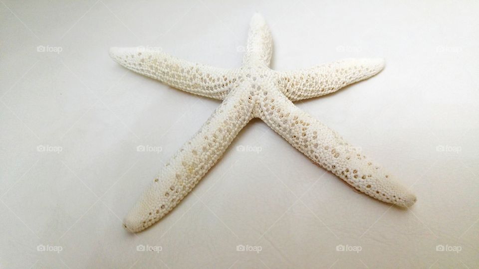 Starfish