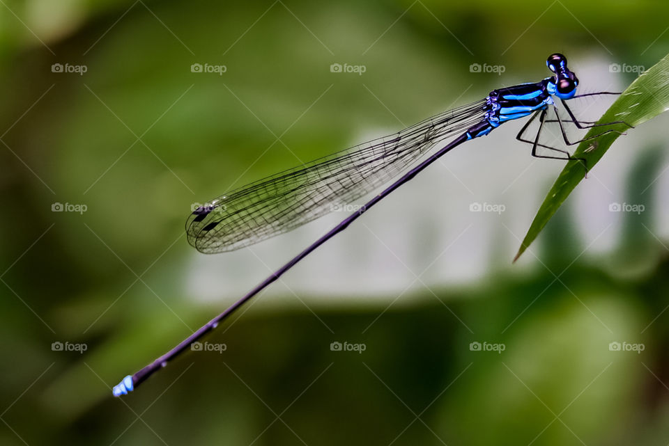 Blue dragonfly