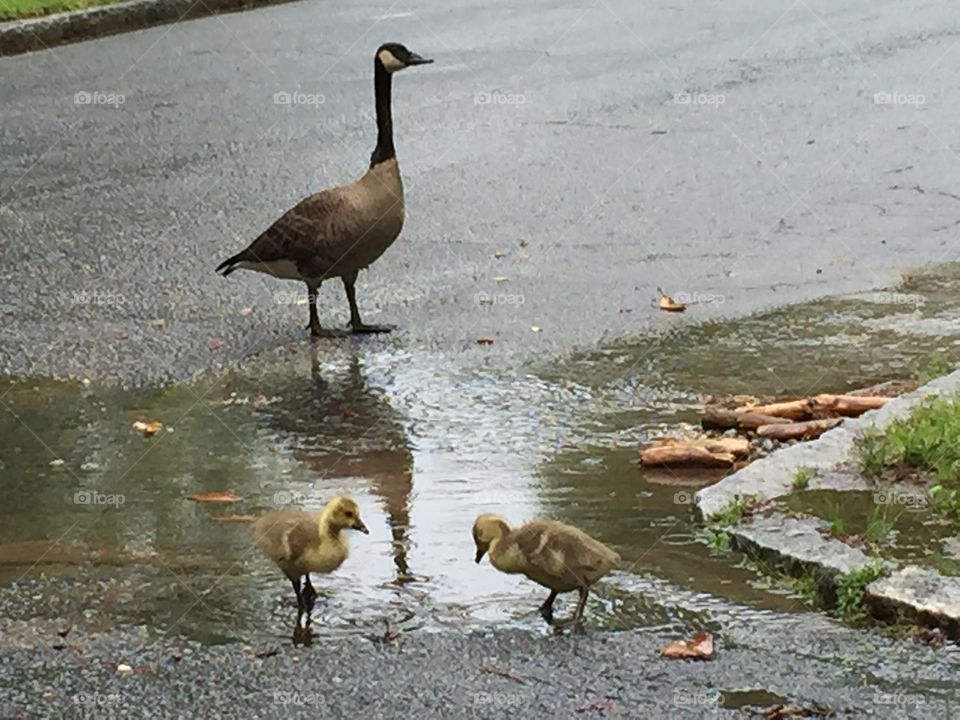 Watching the babies