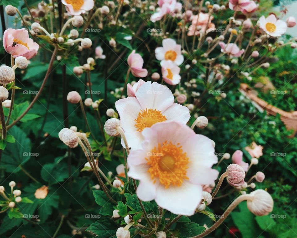 Summer flowers