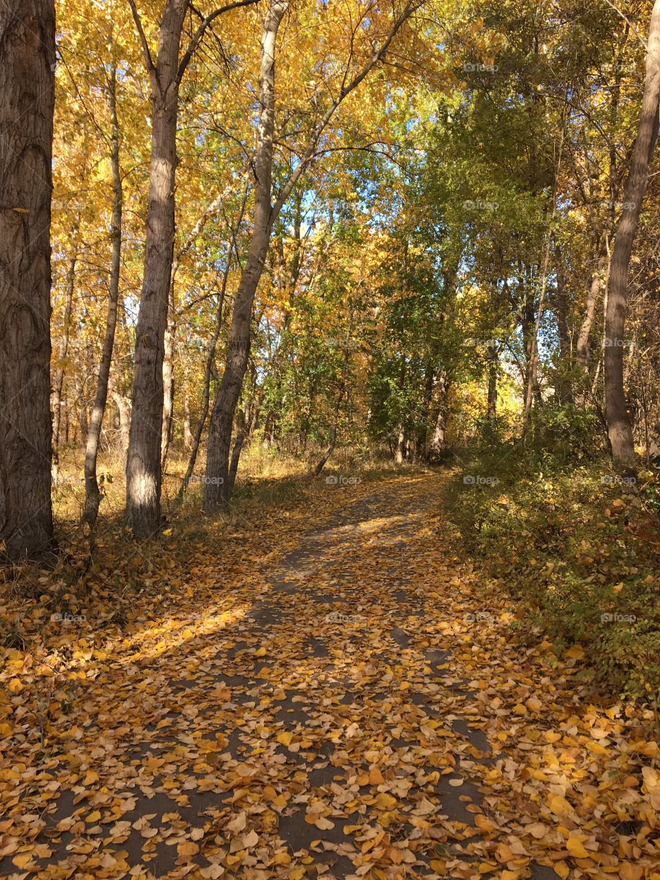 Beautiful fall trail 