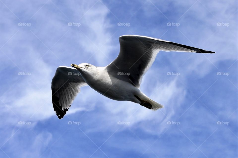 Seagul