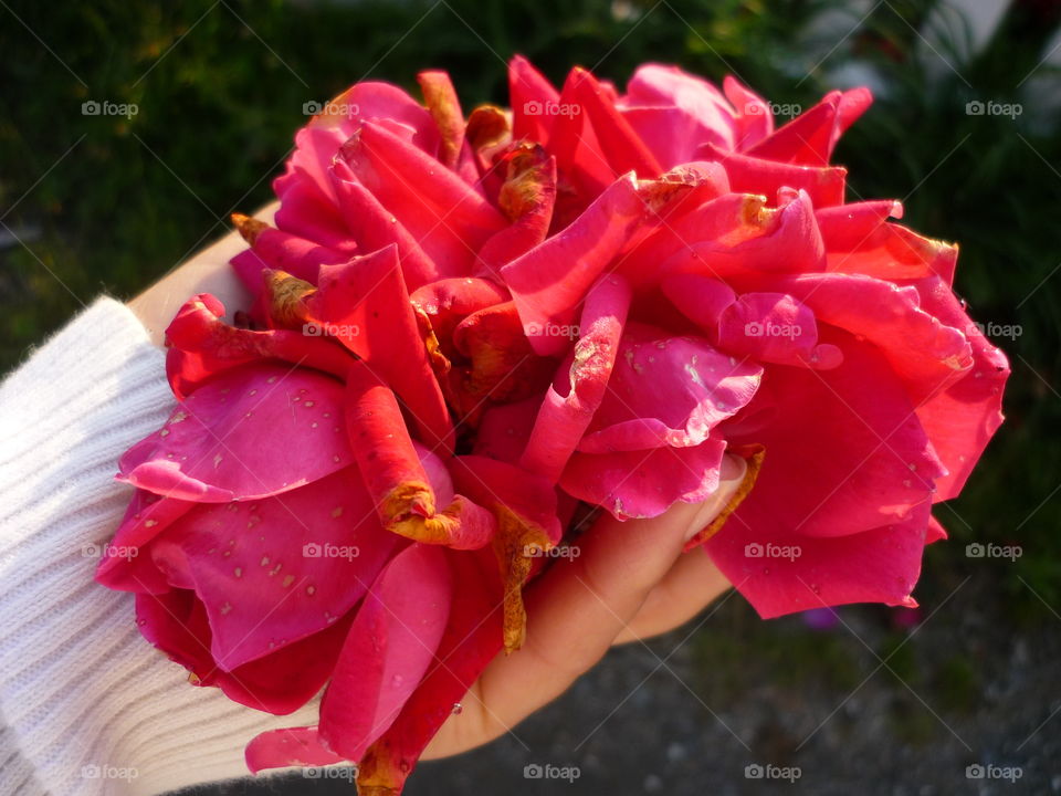 Woman holding rose petals