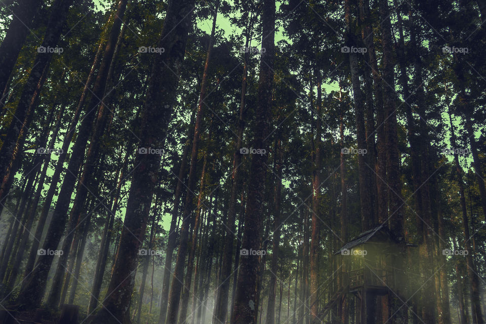 cabin in forest at night