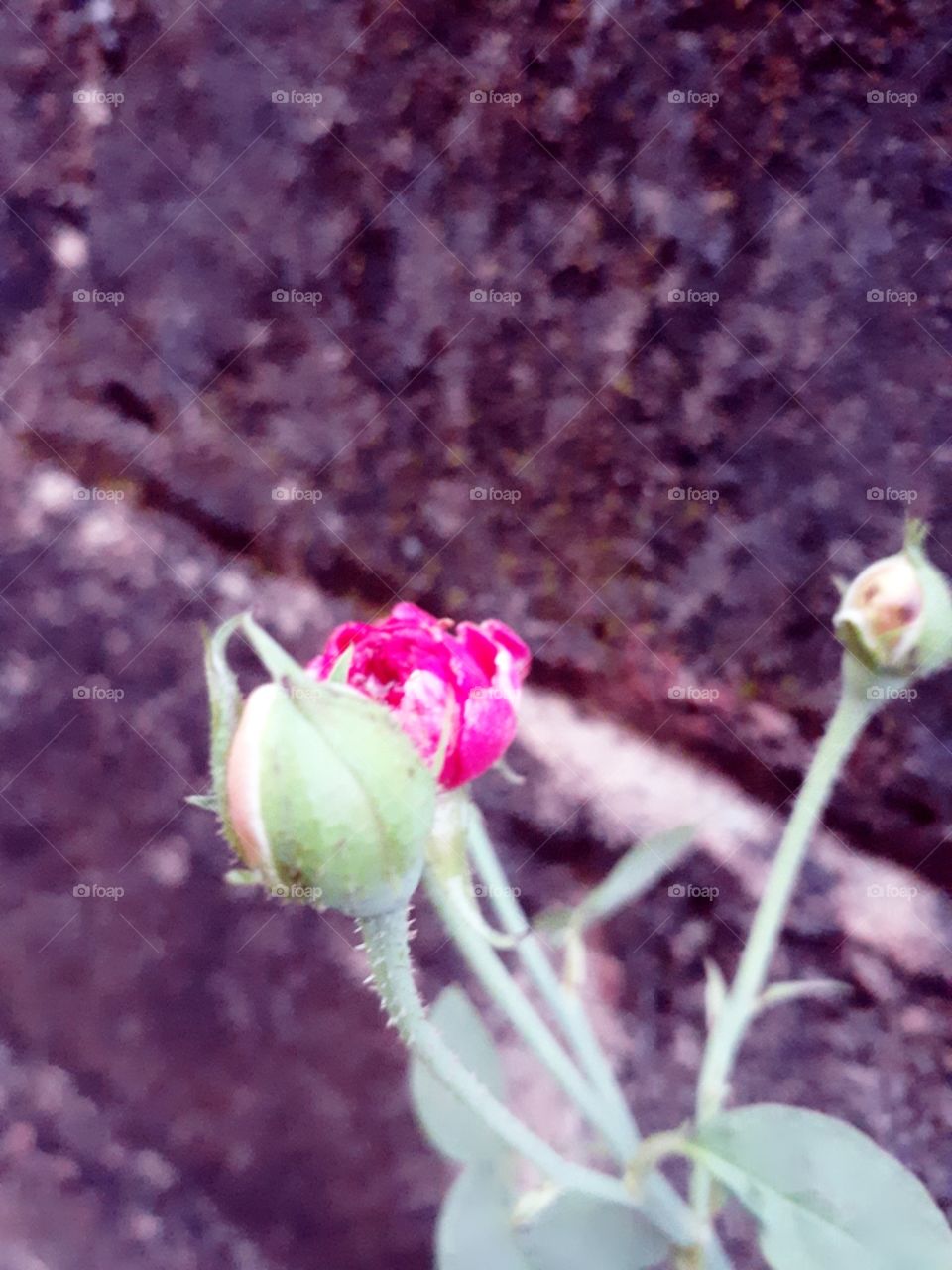 roses buds