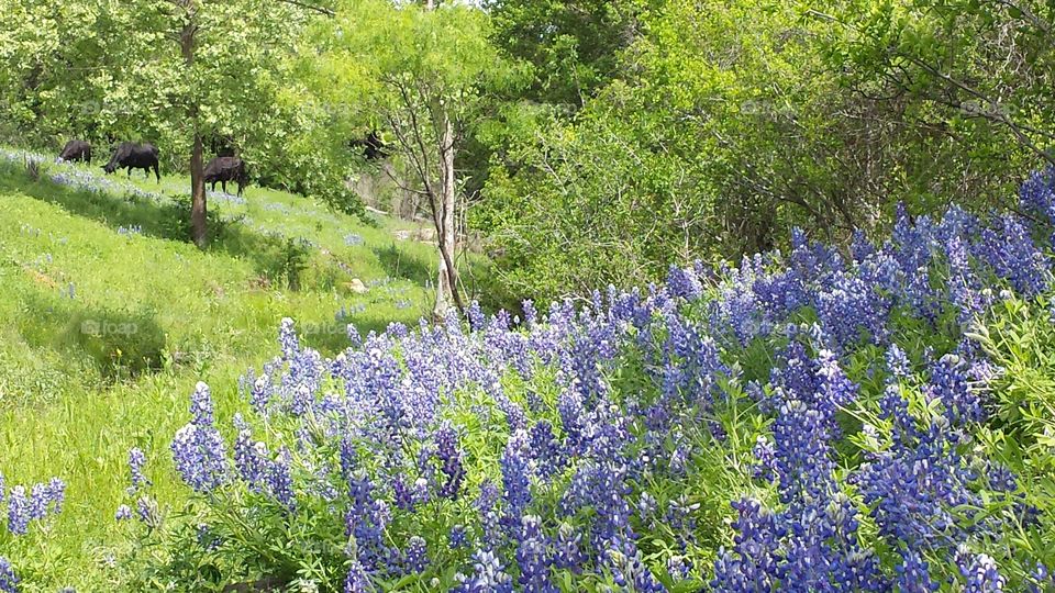 Bluebonnets and Cows in Texas Hill Country