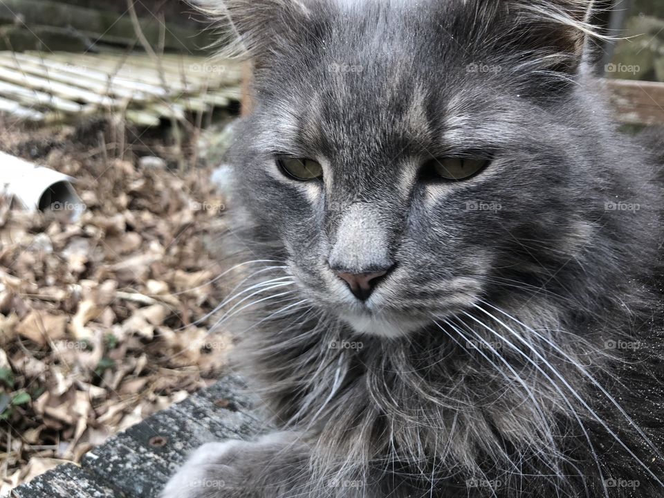 Cute gray kitty doing kitty things