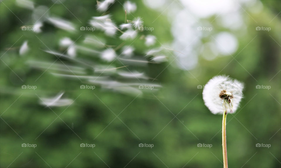 Dandelion fuzz