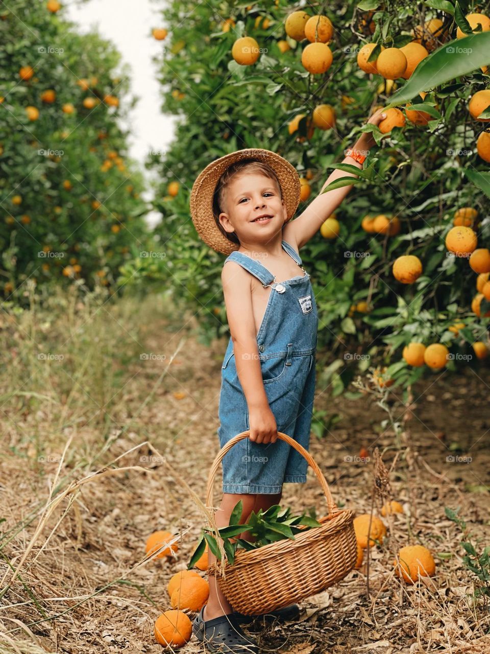 Toddler in orange orchard.Portugal orange