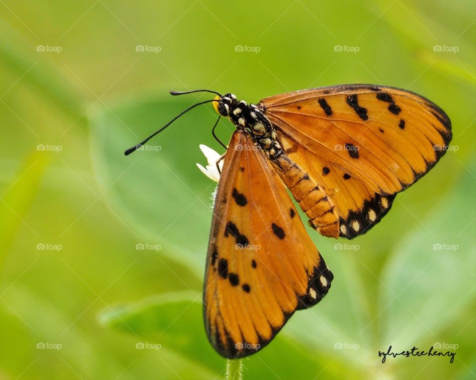 brown butterfly sucking honey.