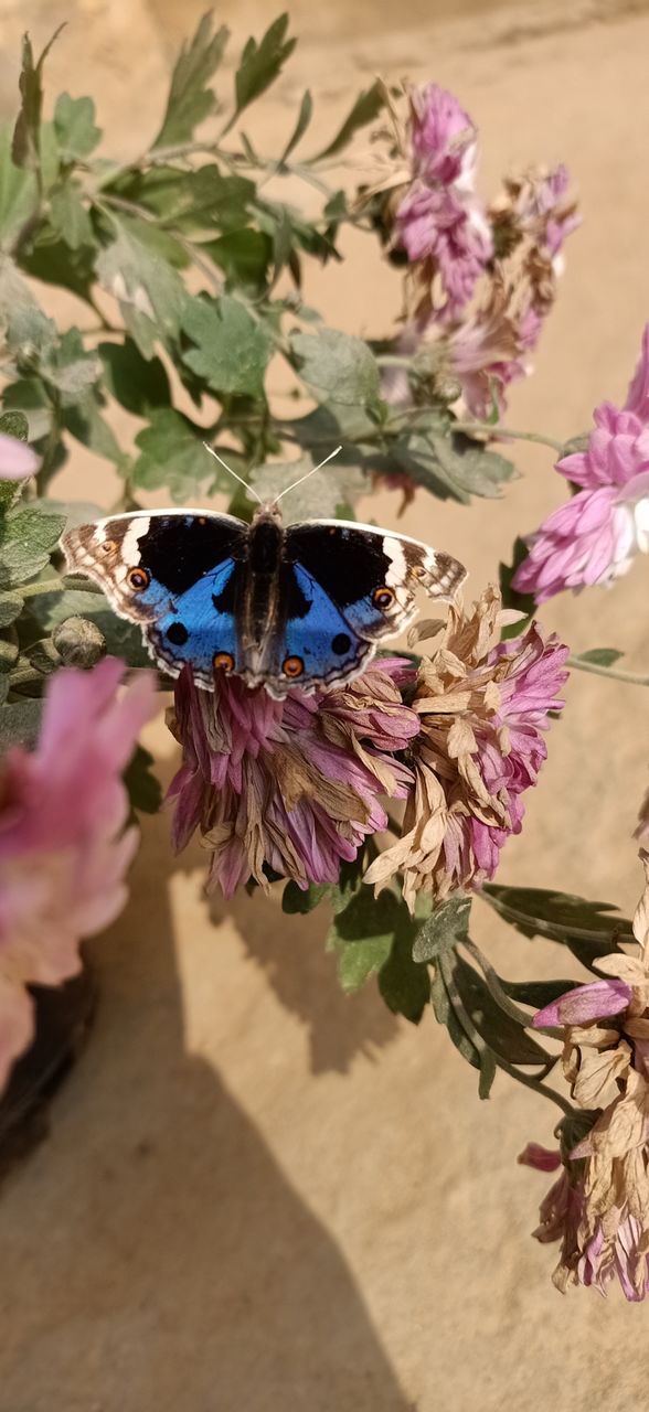 butterfly