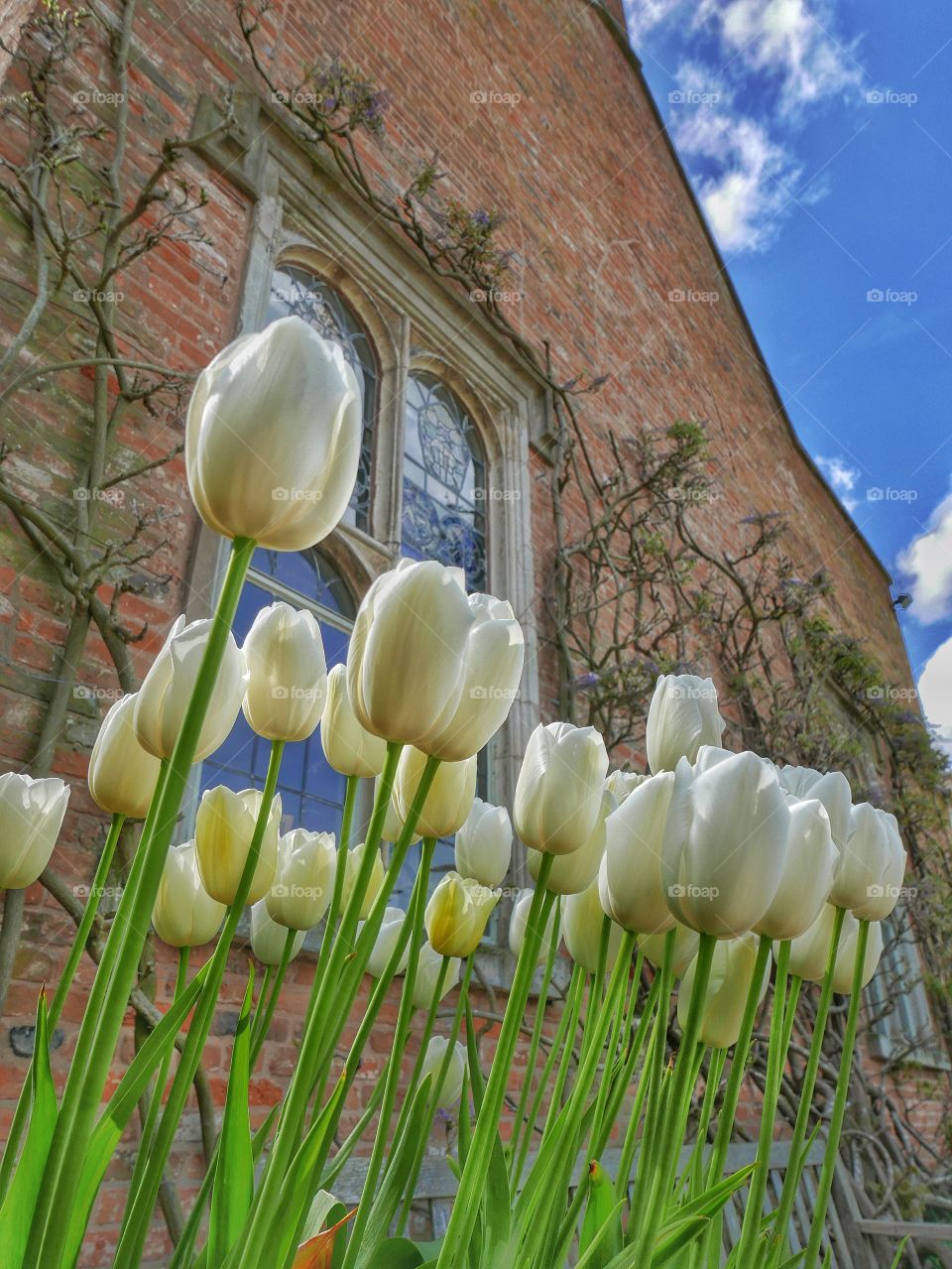 Garden. Stately home