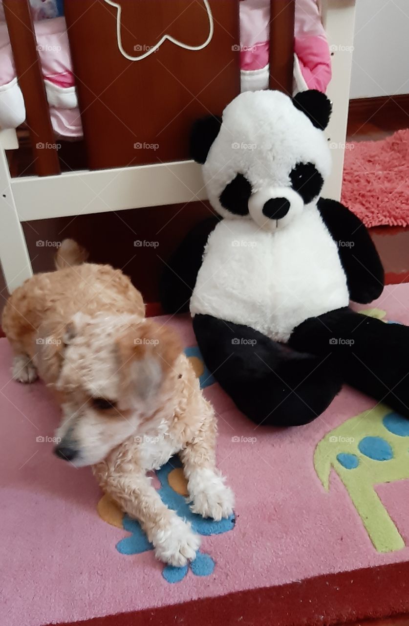 Um cao amigo do Panda.