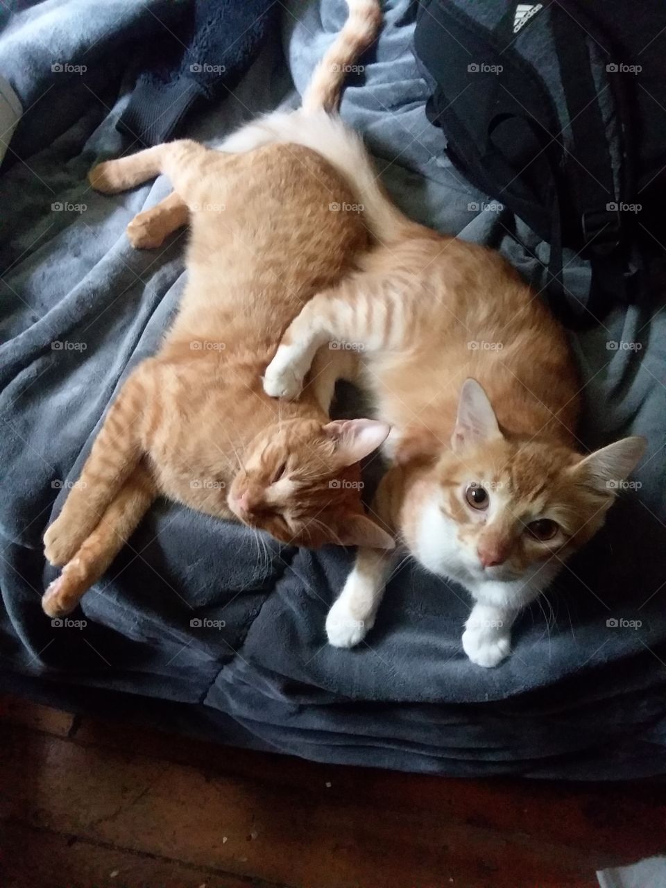 one kitten  notice  i was takin its picture