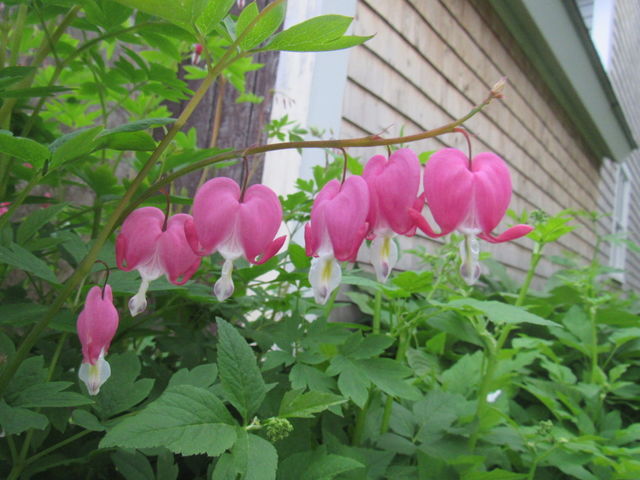 bleeding heart
