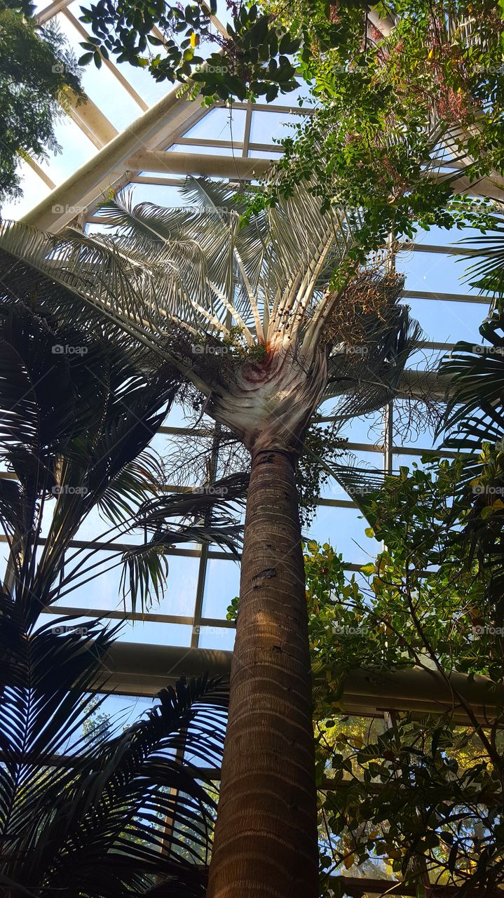 Triangle palm