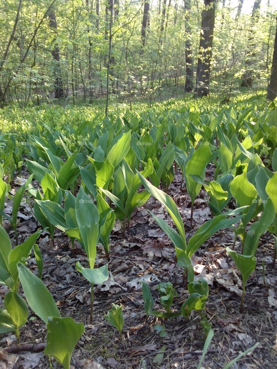 Lilies of the Valley