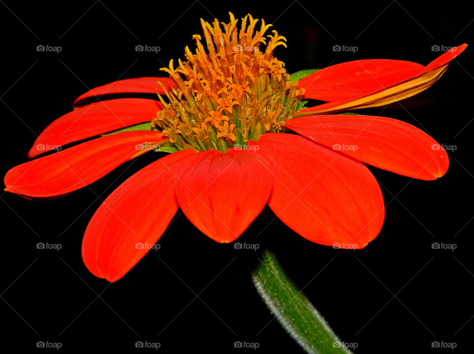 Red flower on black background