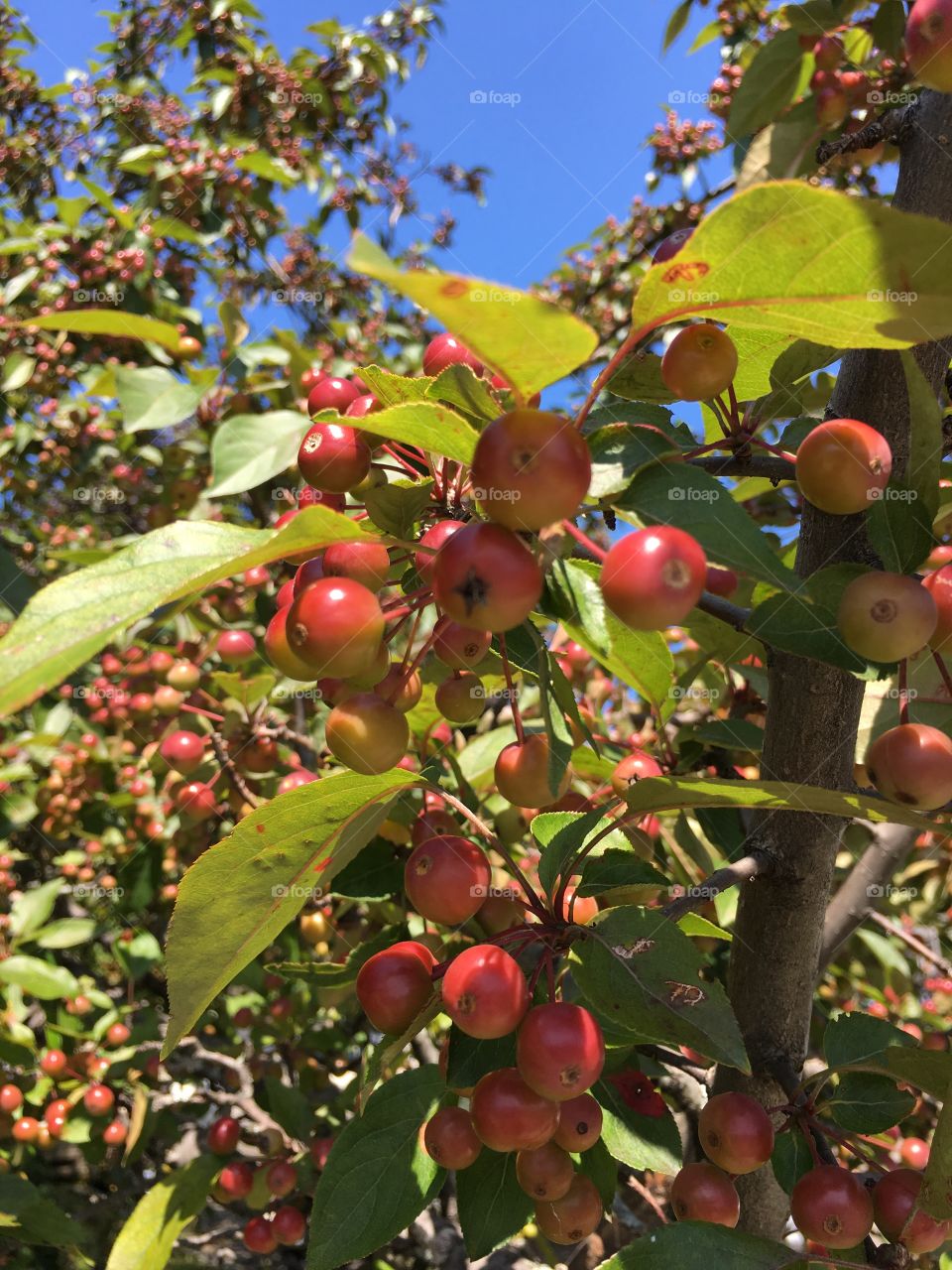 Crabapples