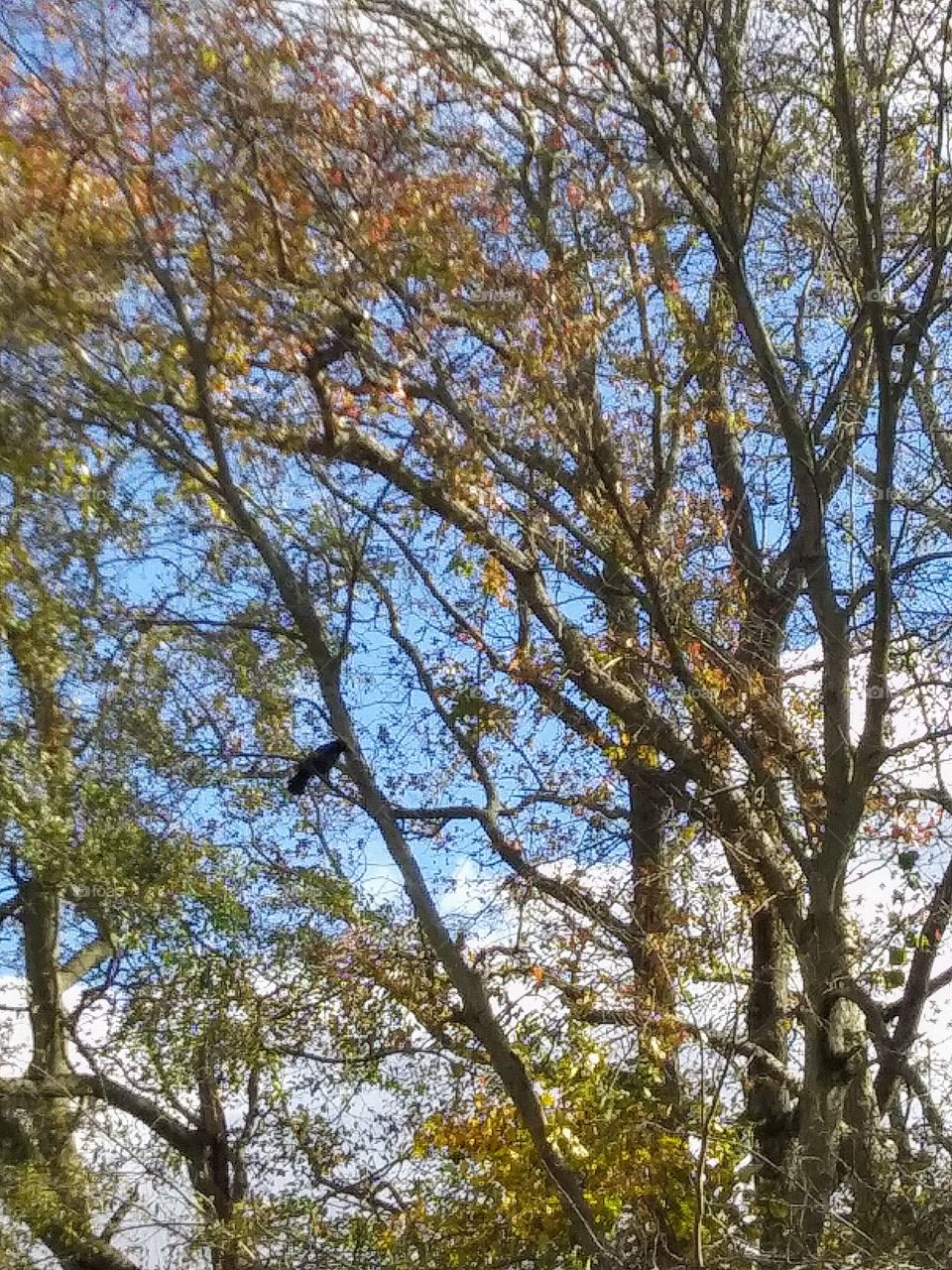 crows in the trees