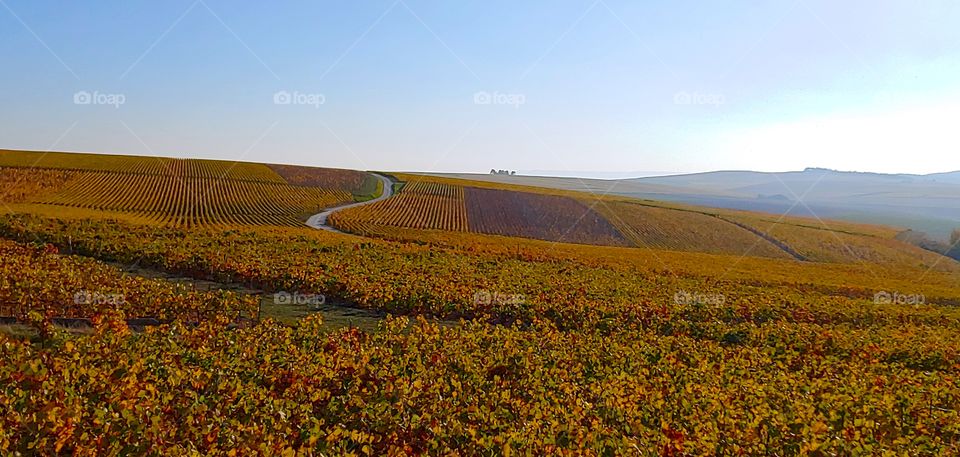 Champagne Vineyard