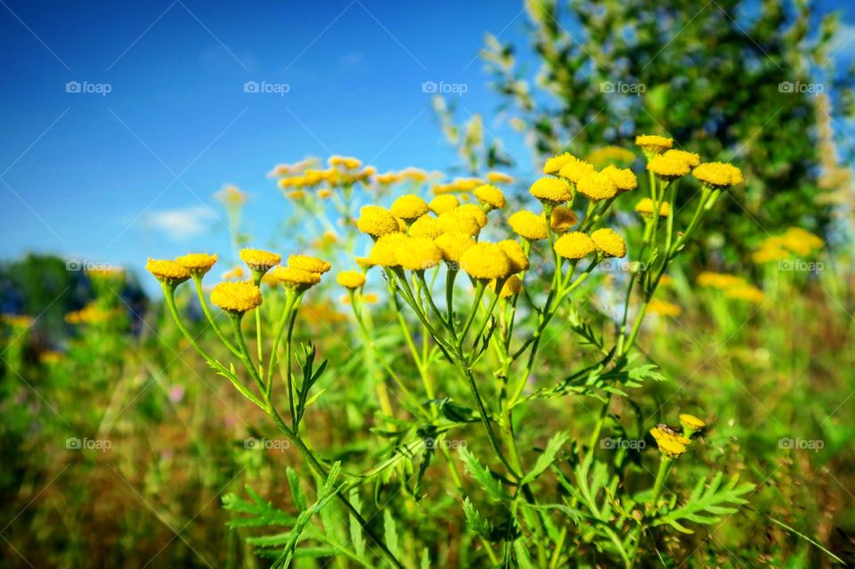 Yellow  flowers  blue  sky

