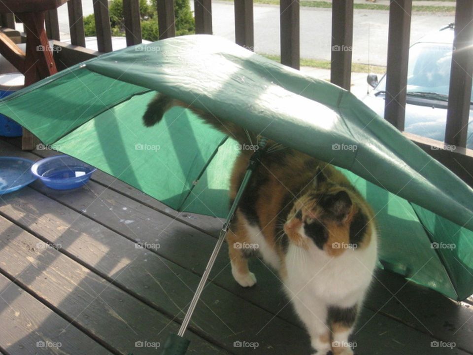cat under an umbrella