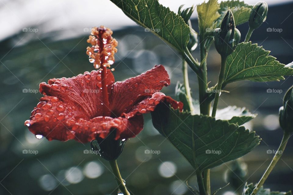 Red Hibiscus 