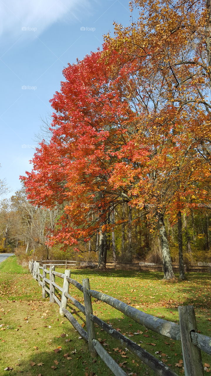 fall foliage