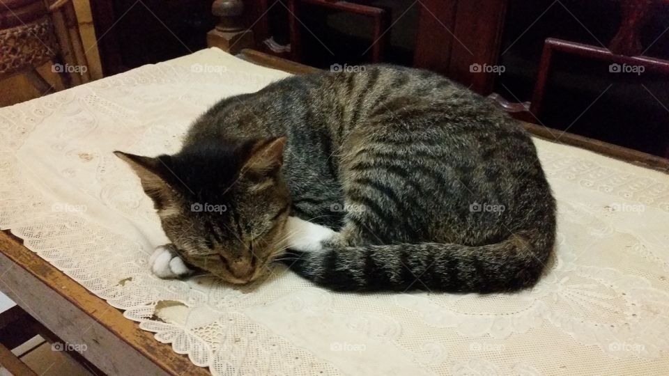 a cat sleeping on a table