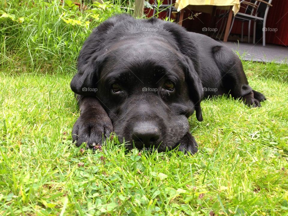 Can't you see I want that ham?