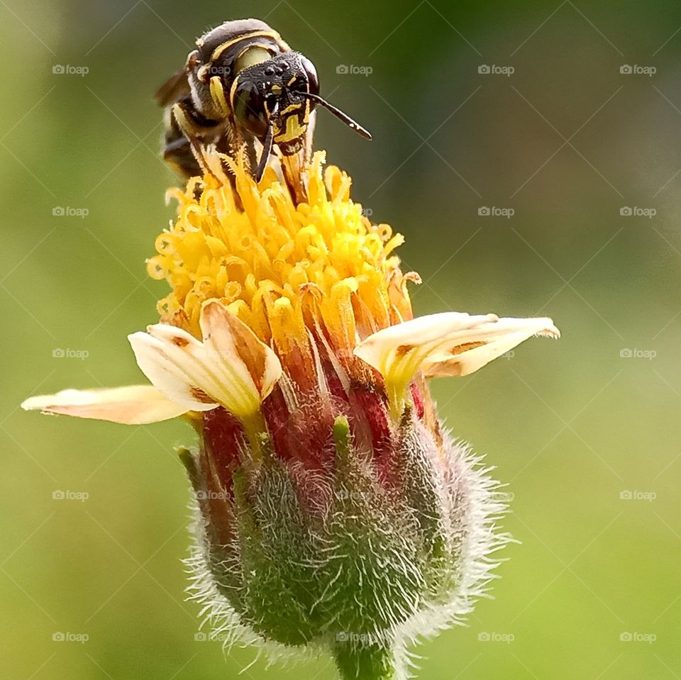 bee sucking nectar
