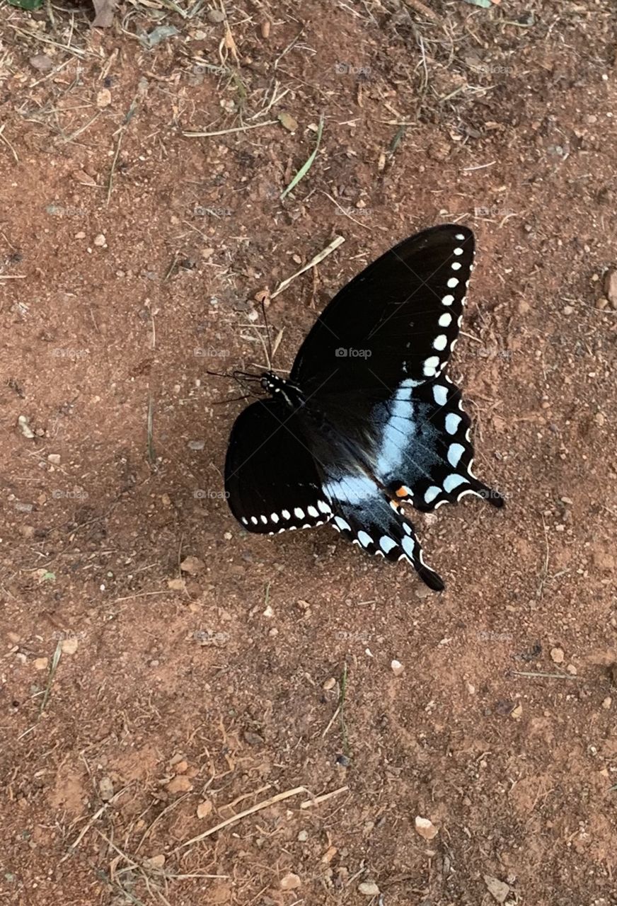 Butterfly insect blue different wildlife 