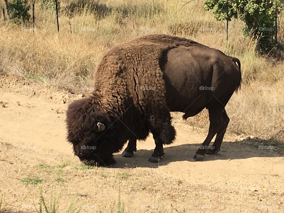 Buffalo 